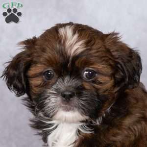 Cutie, Shih Tzu Puppy